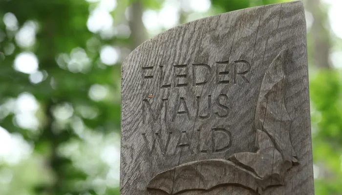 Morcego Gigante da Austrália Tamanho Entenda o Tamanho Real do Maior morcego do mundo