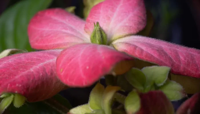 Mussaenda: Como cultivar essa linda flor