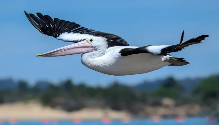 Netwave boleto atrasado: Como acessar