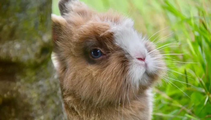 Nome de Coelho Macho Entenda as Melhores Opções para Batizar Seu Pet