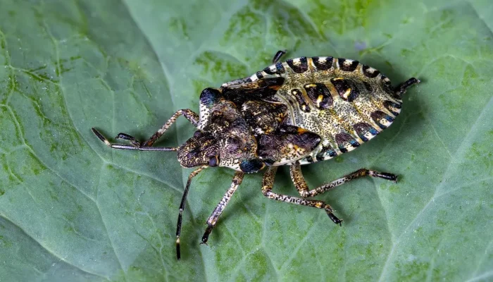 Nome de guilda: tudo o que você precisa saber