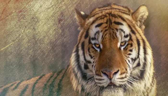 Nomes para Tigres: Tudo o Que Você Precisa Saber