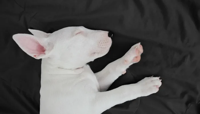 Nomes para Touros de Rodeio Entenda o Significado e Escolha Ideal