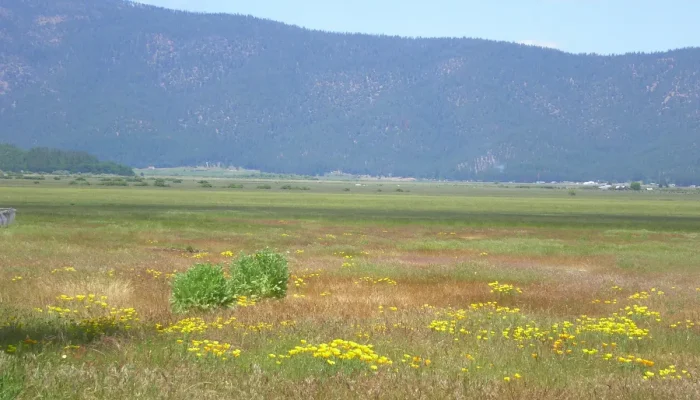 Nomes para Éguas: O Guia Definitivo para Escolher Corretamente