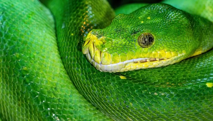 O que significa sonhar com cobra enrolada na perna Entenda o Significado Aqui