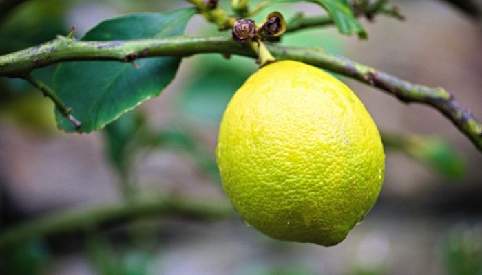 O segredo natural que faz limoeiros crescerem fortes e livres de pragas sem gastar nada