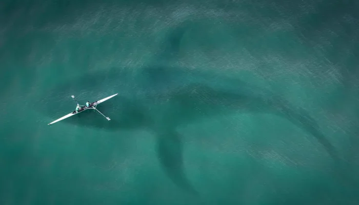Praias com tubarão no Brasil: tudo o que você precisa saber