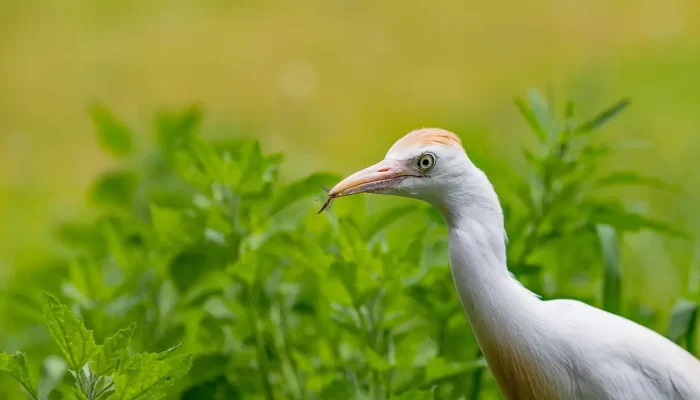 Quem São os Donos da Friboi Entenda Sua Propriedade e História