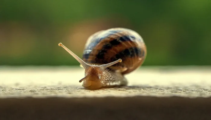 Rastreamento GFL Entenda Seu Significado e Importância