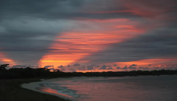Sonhar com Tenia Entenda o Significado