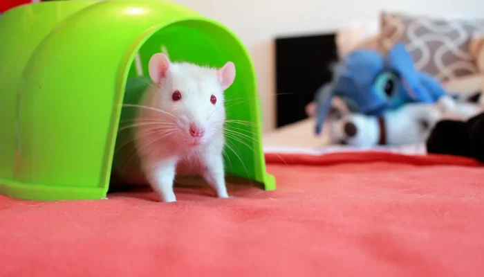 Sonhar com rato quer dizer o quê Entenda o Significado