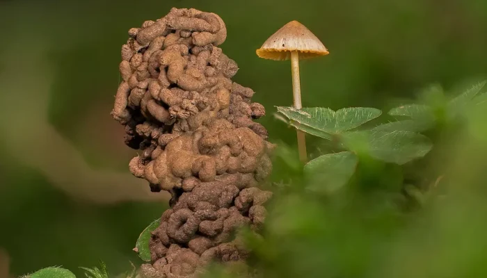 Verme na privada: Entenda o que pode causar e como resolver