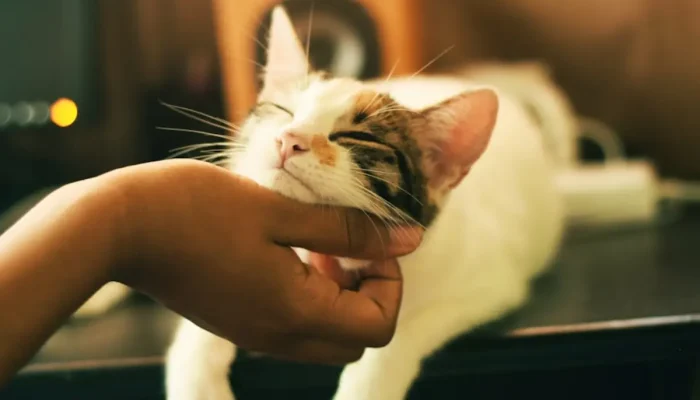 Você acaricia sempre os gatos? Veja o que a pscologia diz a repseito