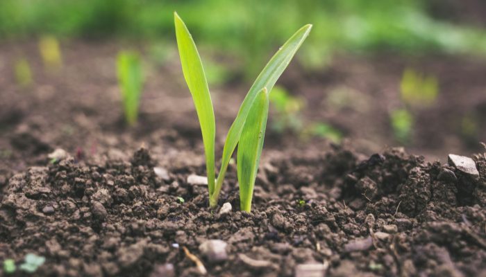 green plant sprouting at daytime